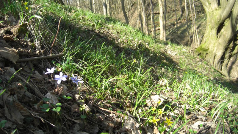 Frühlingsblumen in der Wolfsschlucht