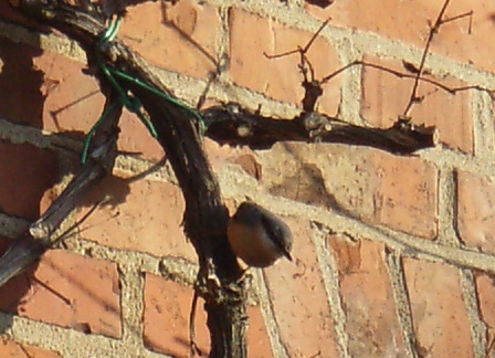 Stunde der Gartenvögel